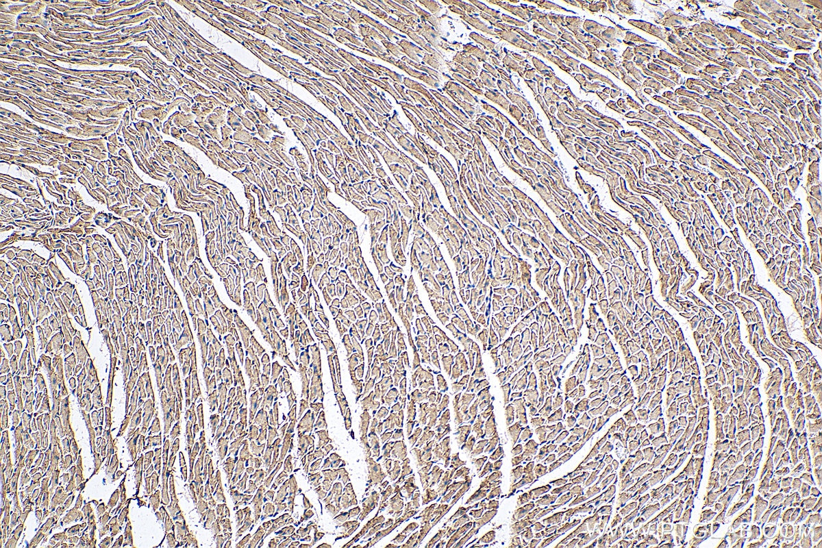 Immunohistochemistry (IHC) staining of mouse heart tissue using FAM134B Polyclonal antibody (21537-1-AP)