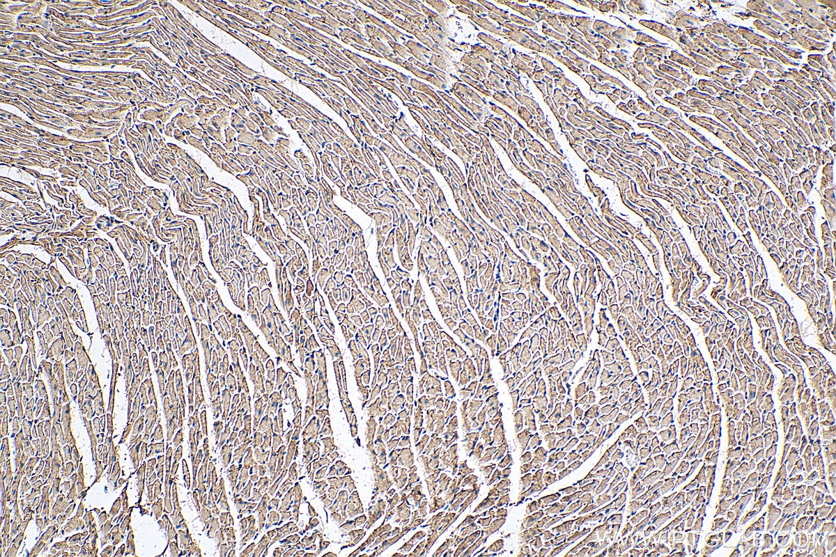 IHC staining of mouse heart using 21537-1-AP