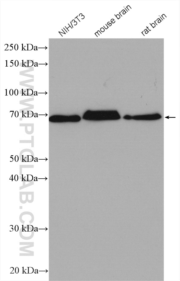 Western Blot (WB) analysis of various lysates using FAM134B Polyclonal antibody (21537-1-AP)