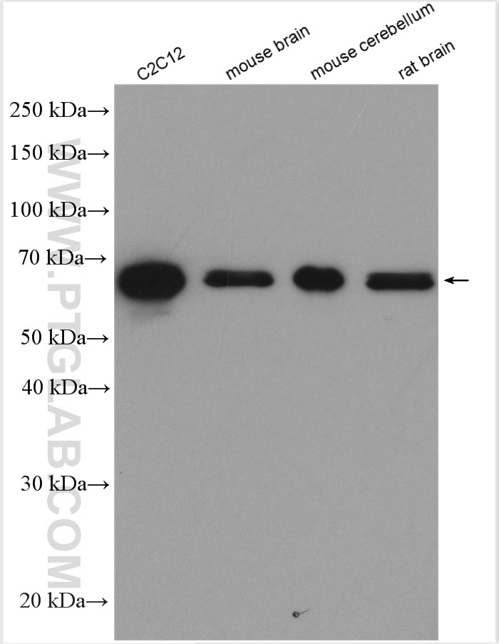 Western Blot (WB) analysis of various lysates using FAM134B Polyclonal antibody (21537-1-AP)