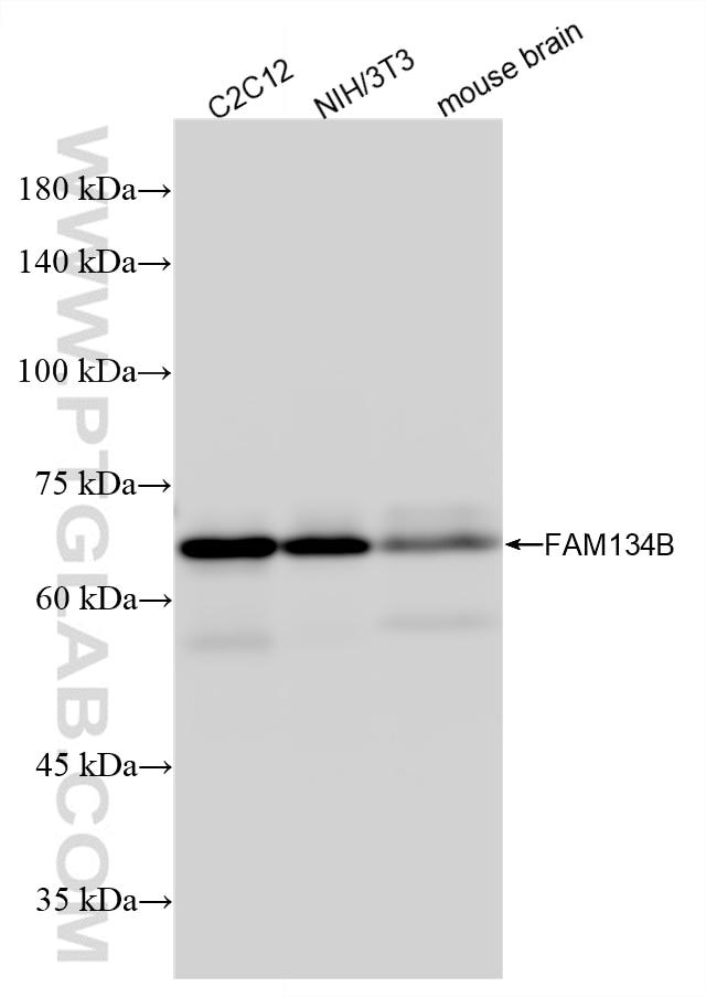 Western Blot (WB) analysis of various lysates using FAM134B Recombinant monoclonal antibody (84773-3-RR)