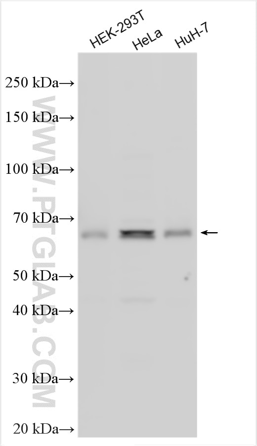 Western Blot (WB) analysis of various lysates using FAM134C Polyclonal antibody (26330-1-AP)