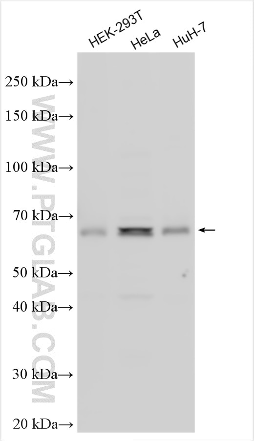 WB analysis using 26330-1-AP