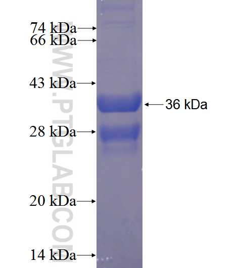 FAM134C fusion protein Ag23680 SDS-PAGE