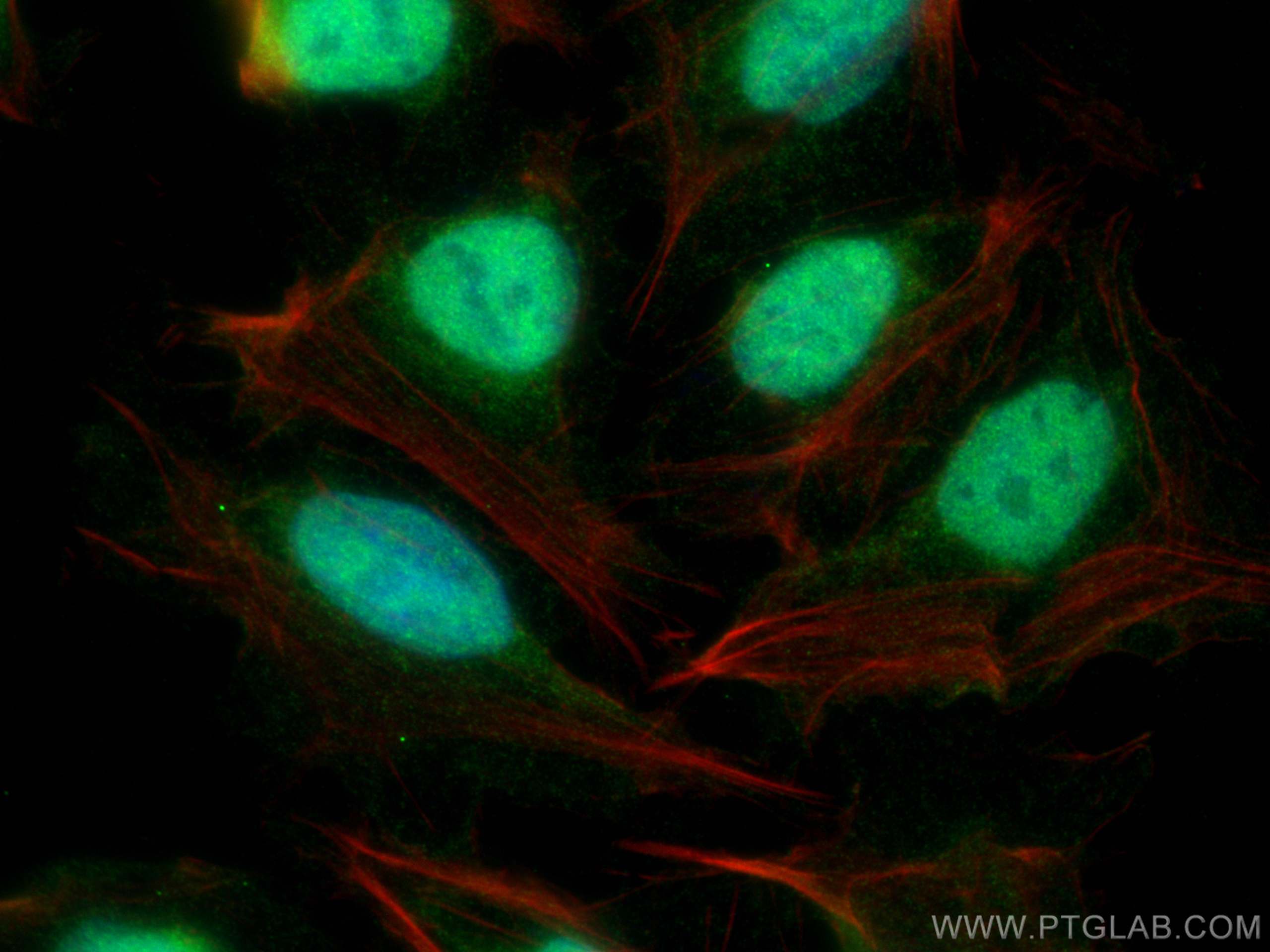 Immunofluorescent analysis of (4% PFA) fixed U2OS cells using FAM135A antibody (25718-1-AP) at dilution of 1:400 and CoraLite®488-Conjugated Goat Anti-Rabbit IgG(H+L) (SA00013-2), CL594-phalloidin (red). Immunofluorescence (IF) / fluorescent staining of U2OS cells using FAM135A Polyclonal antibody (25718-1-AP)