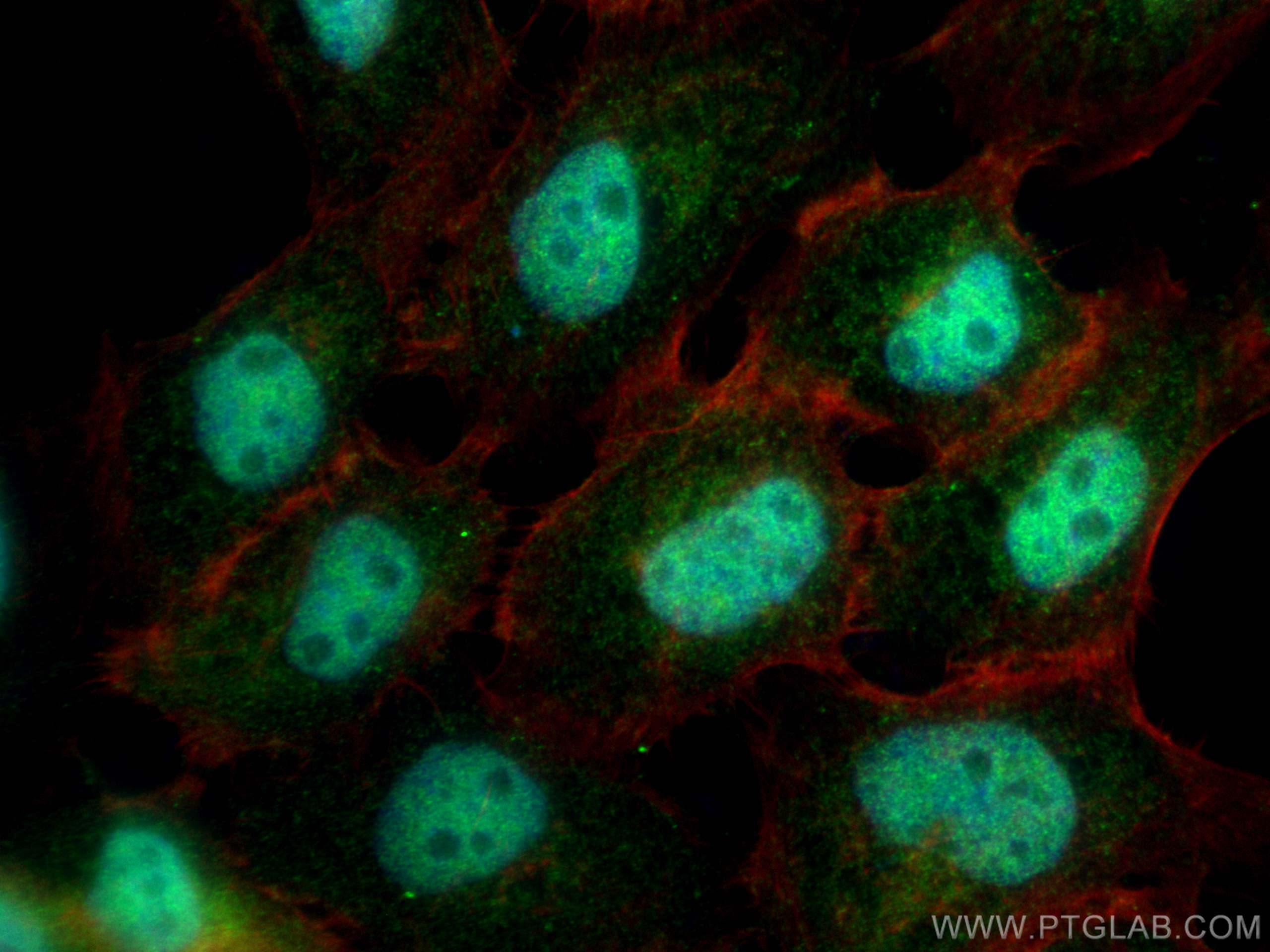 Immunofluorescent analysis of (4% PFA) fixed A431 cells using FAM135A antibody (25718-1-AP) at dilution of 1:400 and CoraLite®488-Conjugated Goat Anti-Rabbit IgG(H+L) (SA00013-2), CL594-phalloidin (red). Immunofluorescence (IF) / fluorescent staining of A431 cells using FAM135A Polyclonal antibody (25718-1-AP)