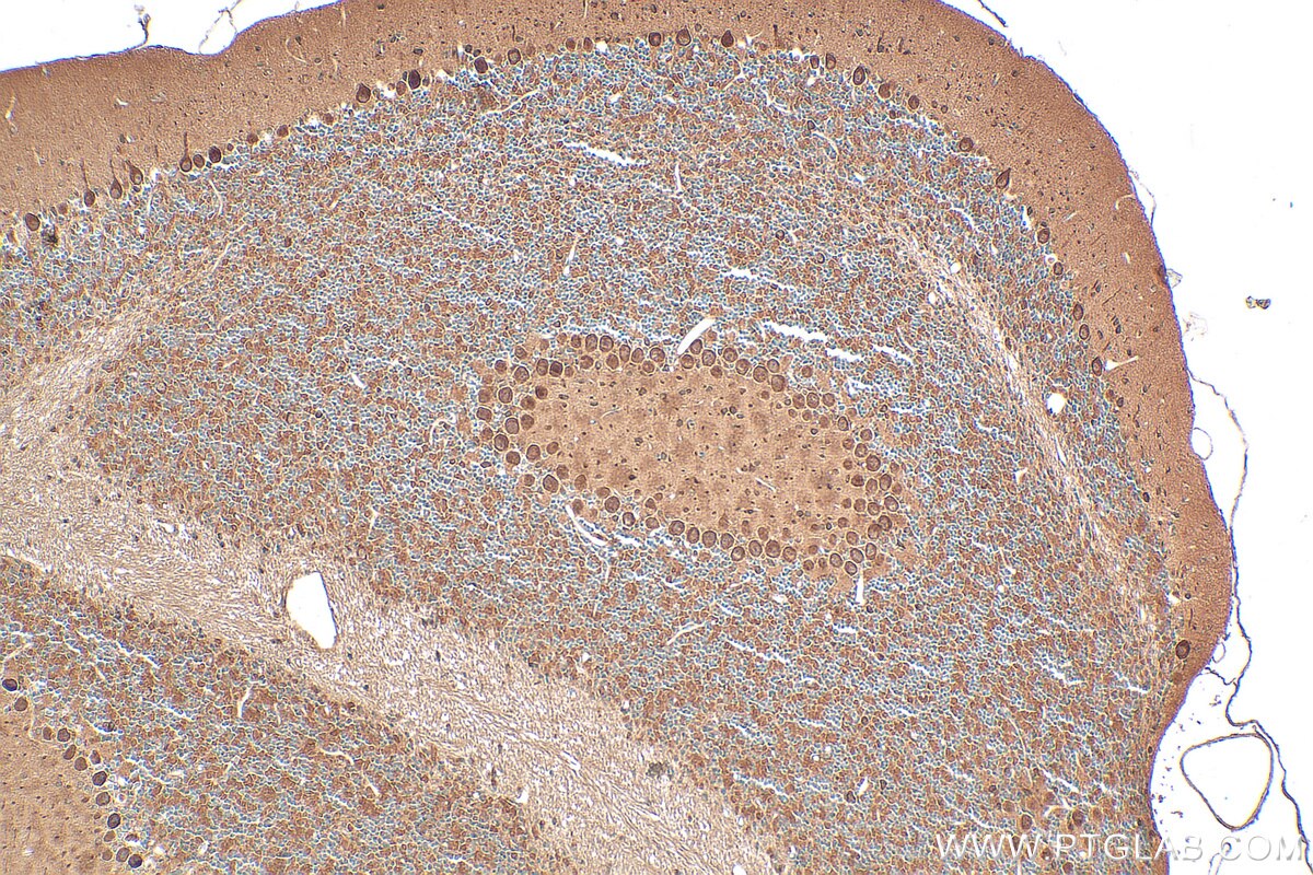 Immunohistochemical analysis of paraffin-embedded mouse cerebellum tissue slide using 25718-1-AP (FAM135A antibody) at dilution of 1:200 (under 10x lens). Heat mediated antigen retrieval with Tris-EDTA buffer (pH 9.0). Immunohistochemistry (IHC) staining of mouse cerebellum tissue using FAM135A Polyclonal antibody (25718-1-AP)