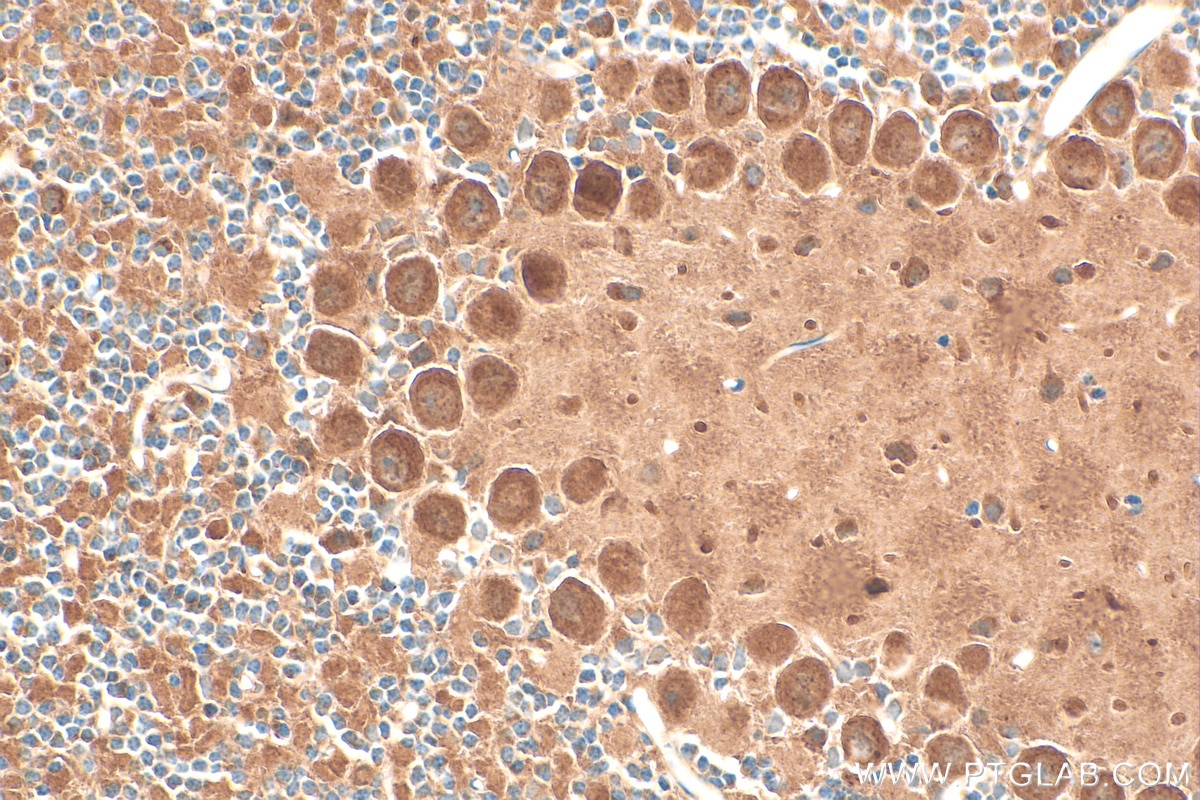 Immunohistochemical analysis of paraffin-embedded mouse cerebellum tissue slide using 25718-1-AP (FAM135A antibody) at dilution of 1:200 (under 40x lens). Heat mediated antigen retrieval with Tris-EDTA buffer (pH 9.0). Immunohistochemistry (IHC) staining of mouse cerebellum tissue using FAM135A Polyclonal antibody (25718-1-AP)