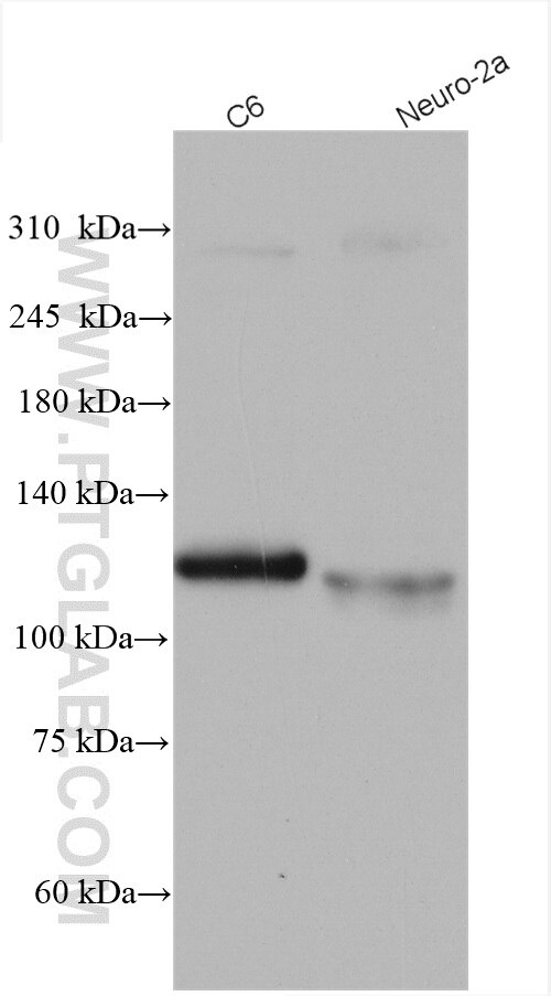 Western Blot (WB) analysis of various lysates using FAM135B Polyclonal antibody (28061-1-AP)