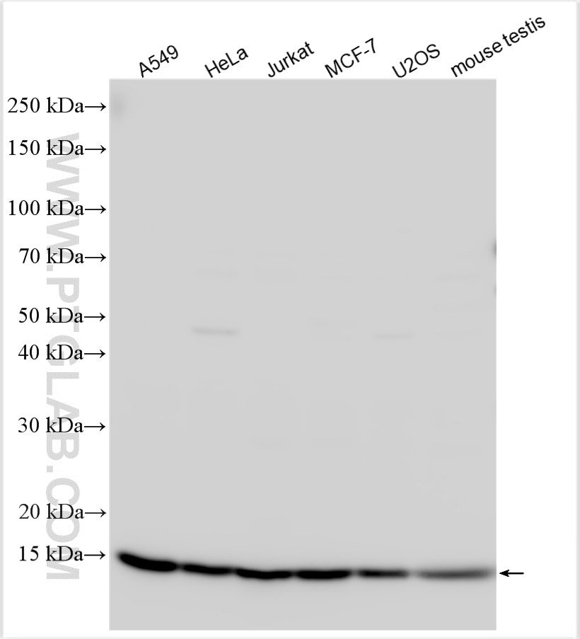 Western Blot (WB) analysis of various lysates using FAM136A Polyclonal antibody (30845-1-AP)