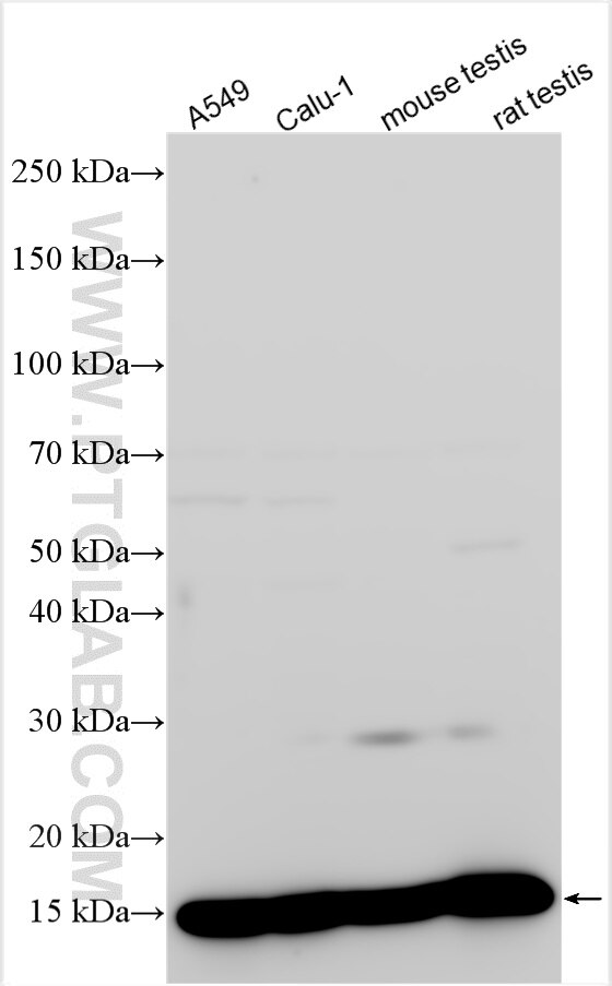 Western Blot (WB) analysis of various lysates using FAM136A Polyclonal antibody (30845-1-AP)