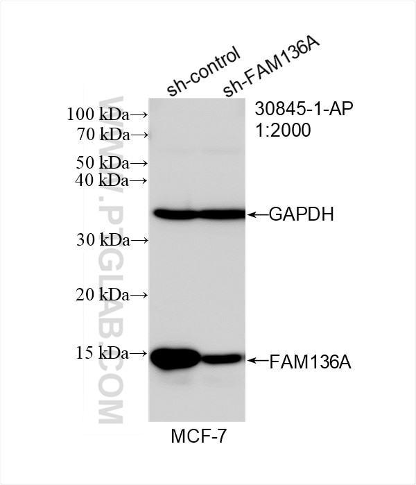 Western Blot (WB) analysis of MCF-7 cells using FAM136A Polyclonal antibody (30845-1-AP)