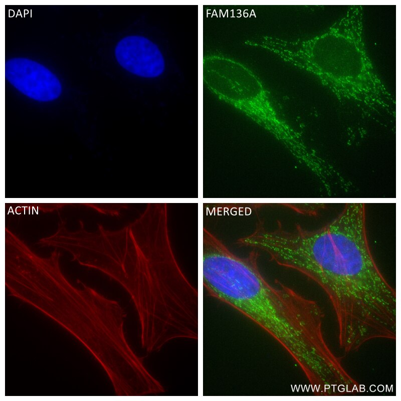 Immunofluorescence (IF) / fluorescent staining of HeLa cells using FAM136A Recombinant antibody (84150-2-RR)