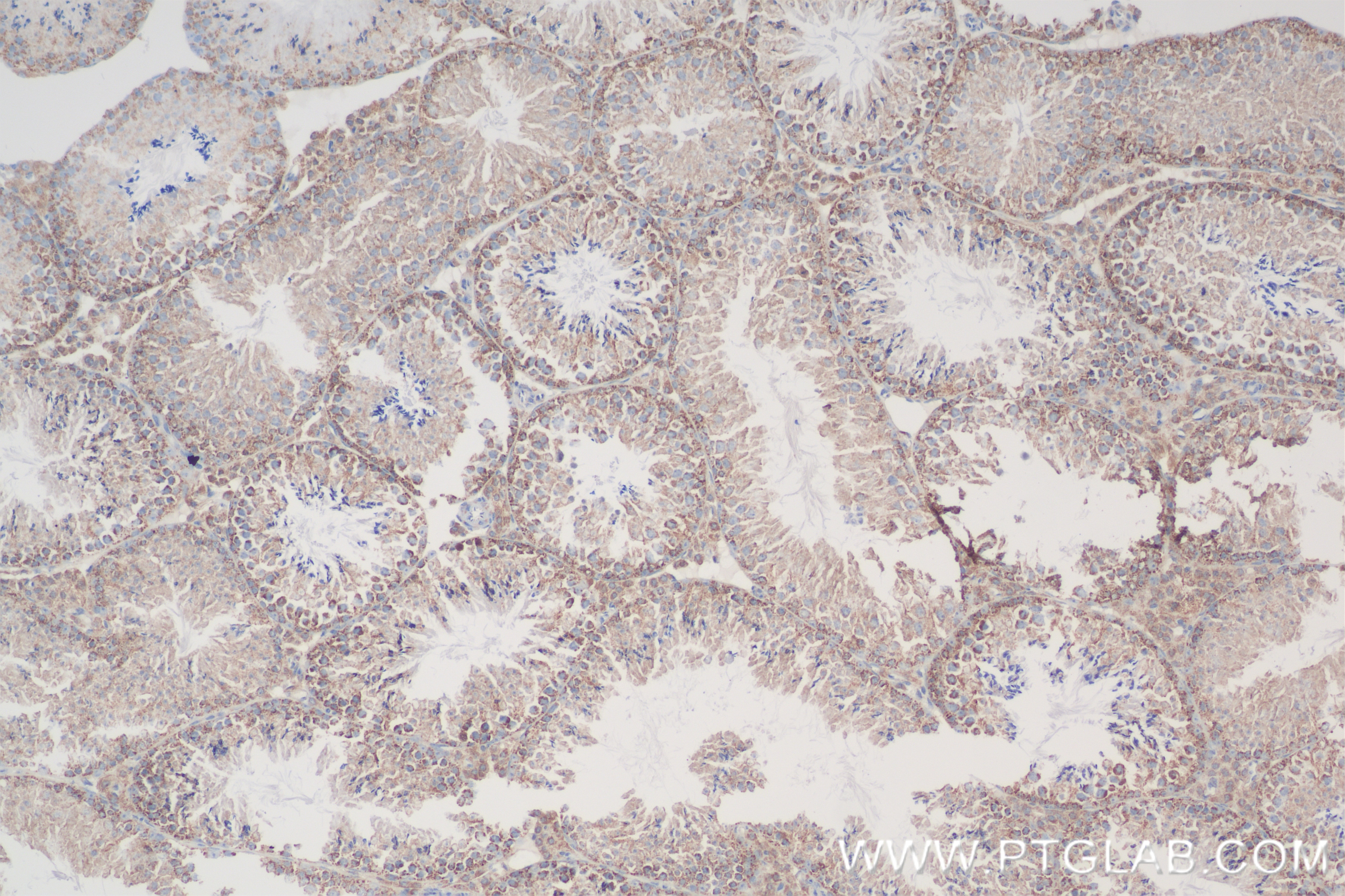 Immunohistochemistry (IHC) staining of mouse testis tissue using FAM136A Recombinant antibody (84150-2-RR)