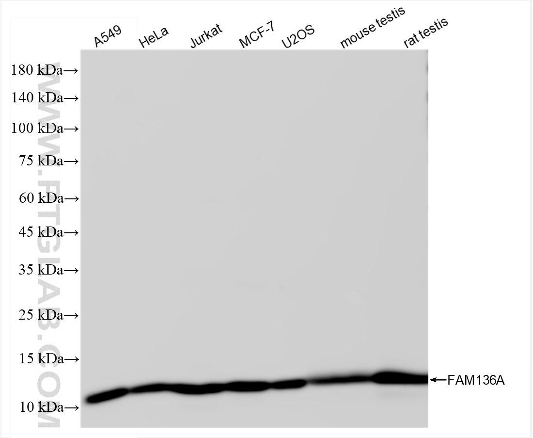 Western Blot (WB) analysis of various lysates using FAM136A Recombinant antibody (84150-2-RR)