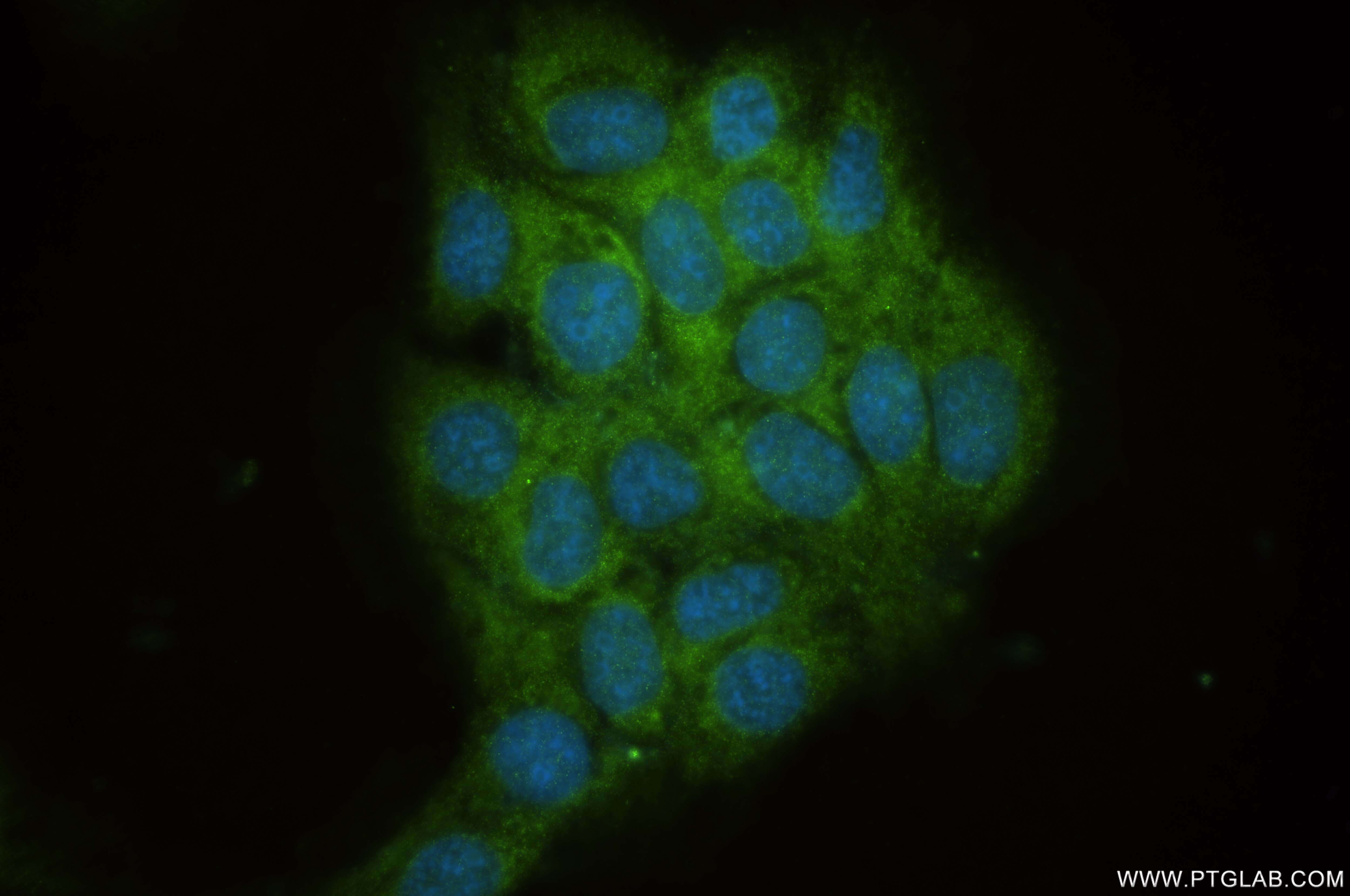 Immunofluorescence (IF) / fluorescent staining of A431 cells using FAM13A Recombinant antibody (85092-1-RR)