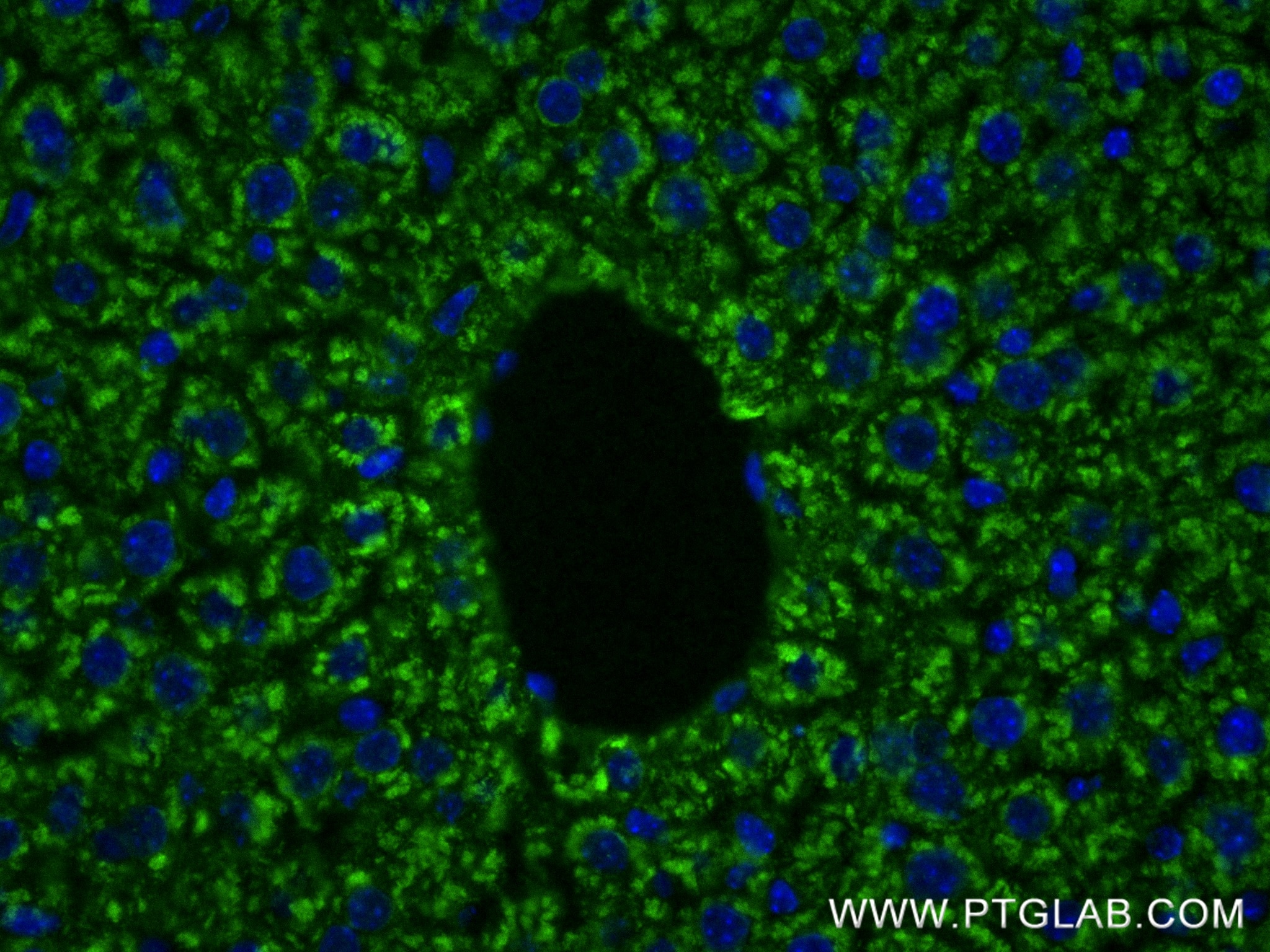 Immunofluorescence (IF) / fluorescent staining of mouse liver tissue using FAM13A Recombinant antibody (85092-1-RR)