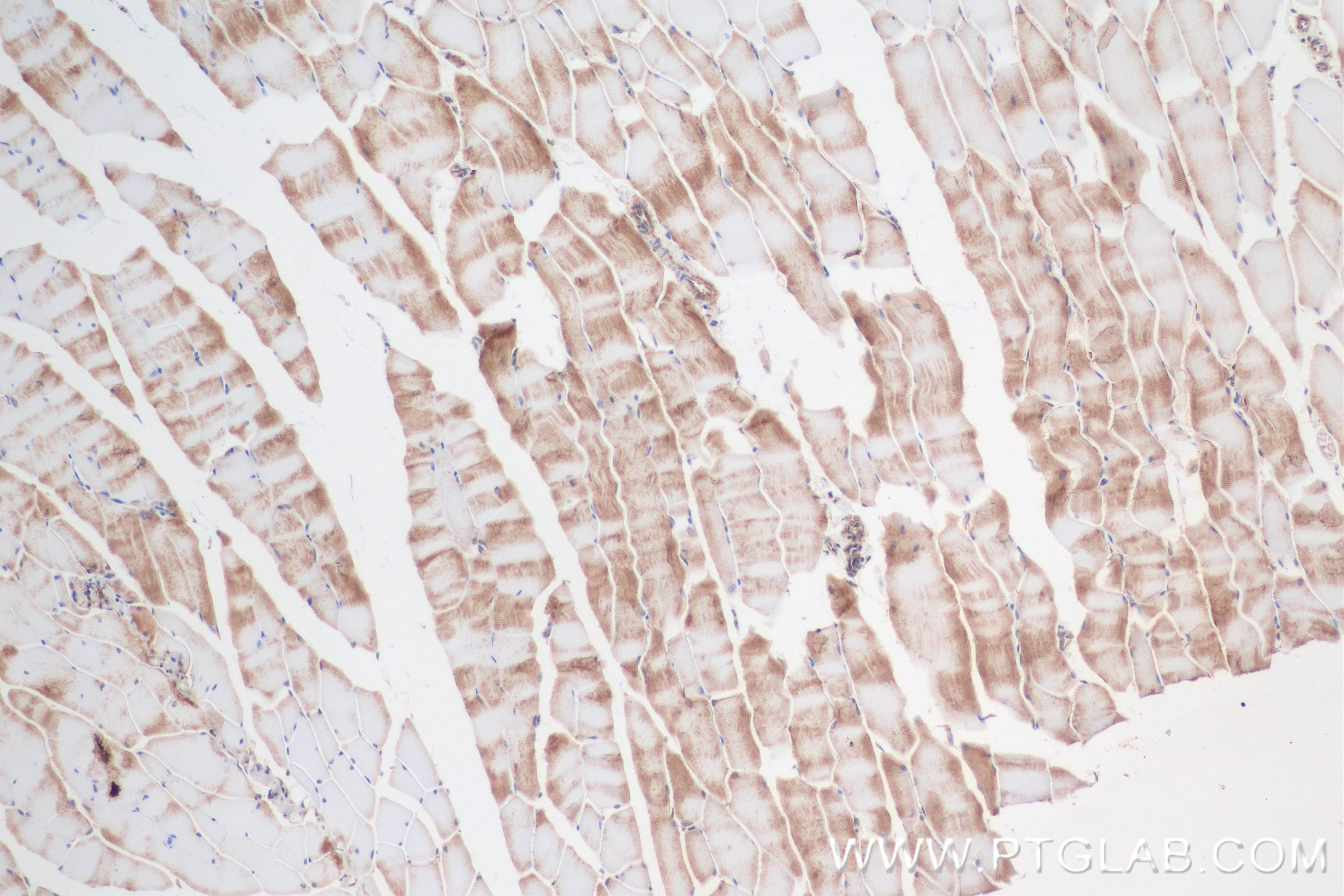 Immunohistochemistry (IHC) staining of mouse skeletal muscle tissue using FAM13A Recombinant antibody (85092-1-RR)