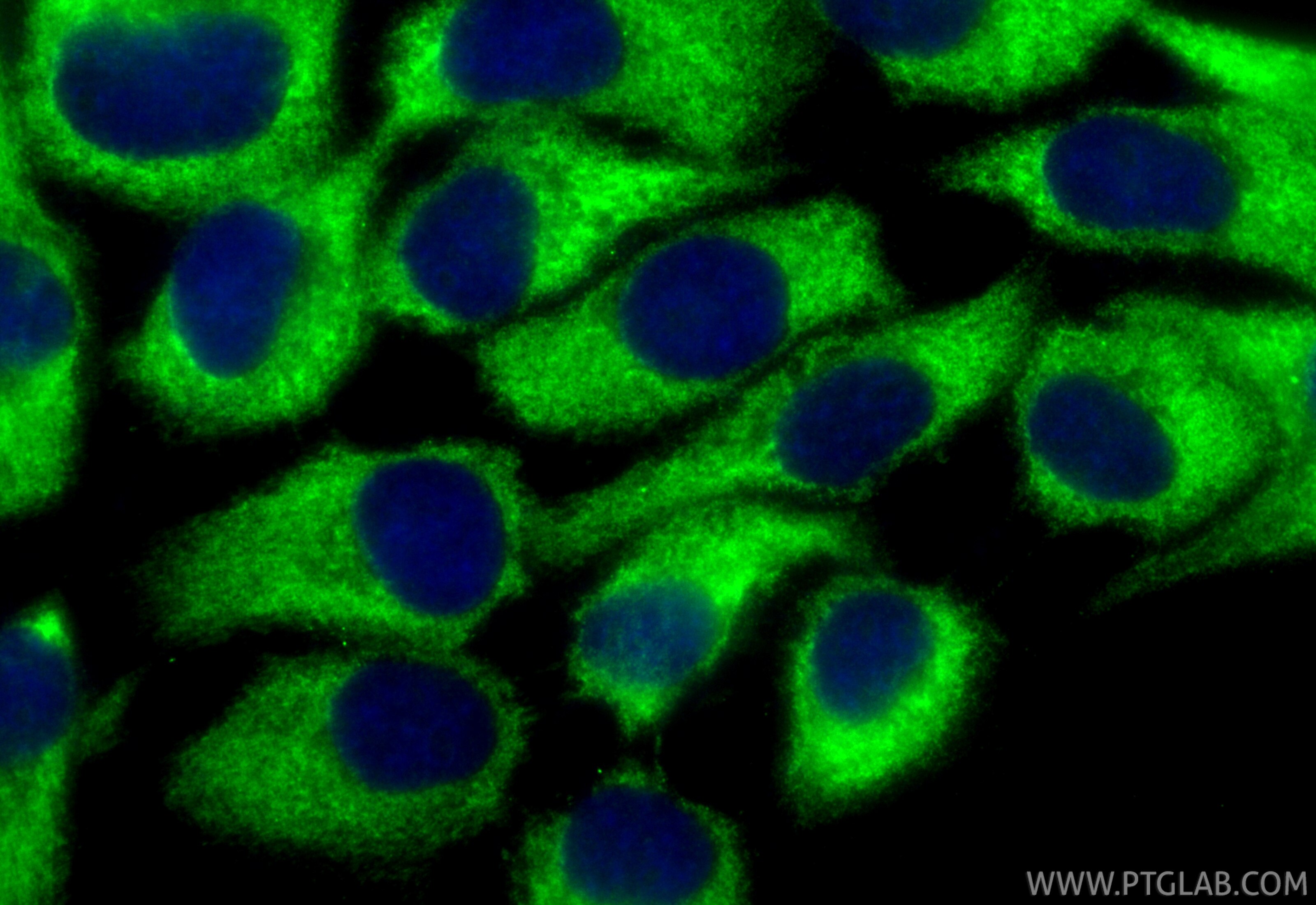 Immunofluorescent analysis of (-20°C Methanol) fixed A431 cells using CoraLite® Plus 488 FAM13A antibody (CL488-85092, Clone: 242285A8 ) at dilution of 1:200. Immunofluorescence (IF) / fluorescent staining of A431 cells using CoraLite® Plus 488-conjugated FAM13A Recombinant a (CL488-85092)