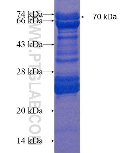 FAM154A fusion protein Ag19980 SDS-PAGE