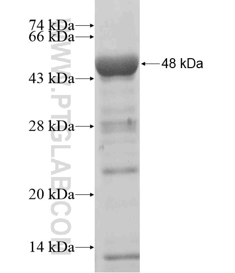 FAM154A fusion protein Ag19986 SDS-PAGE