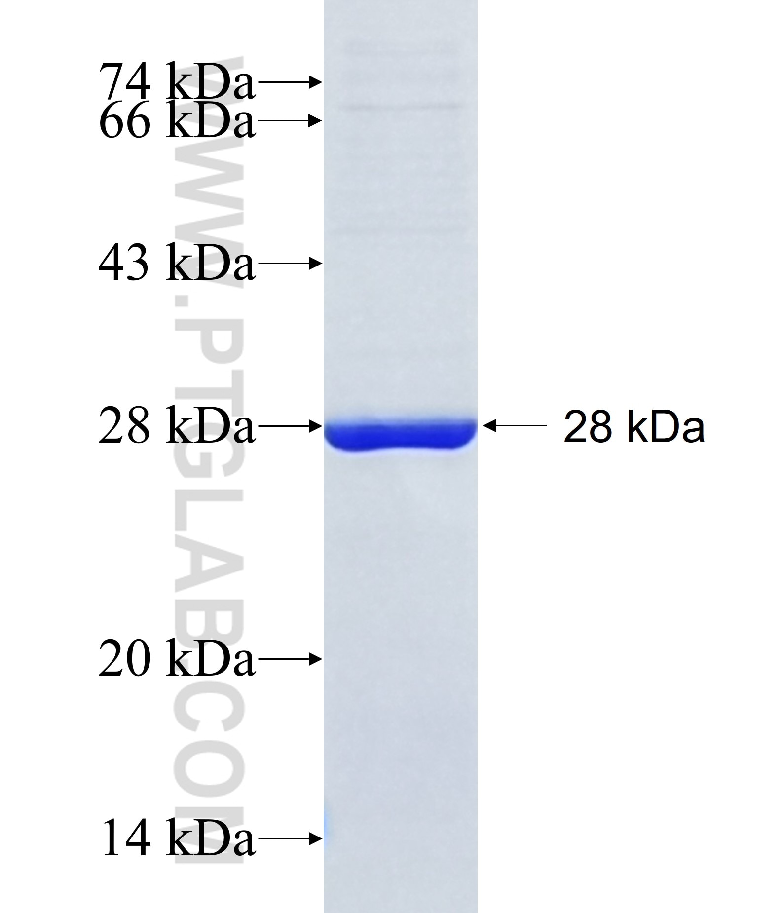 FAM155B fusion protein Ag20442 SDS-PAGE