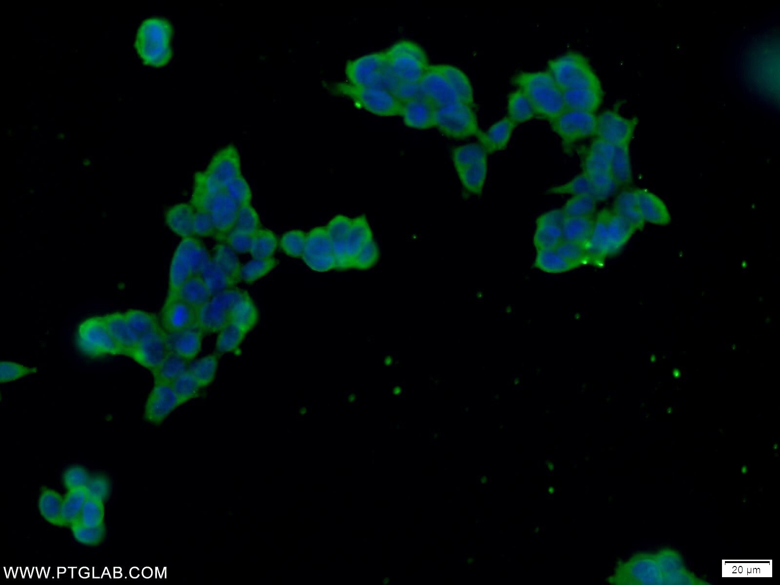 Immunofluorescence (IF) / fluorescent staining of HEK-293 cells using FAM158A Polyclonal antibody (23919-1-AP)