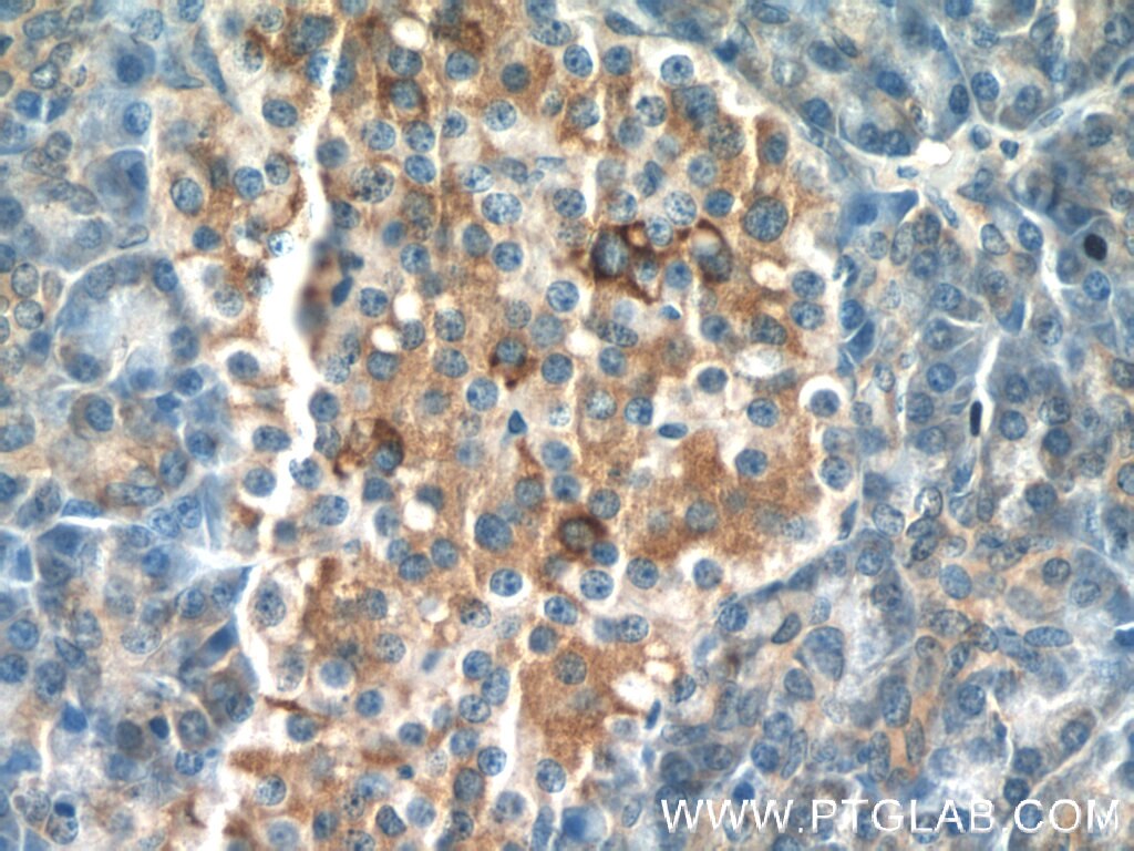 Immunohistochemistry (IHC) staining of human pancreas tissue using FAM158A Polyclonal antibody (23919-1-AP)