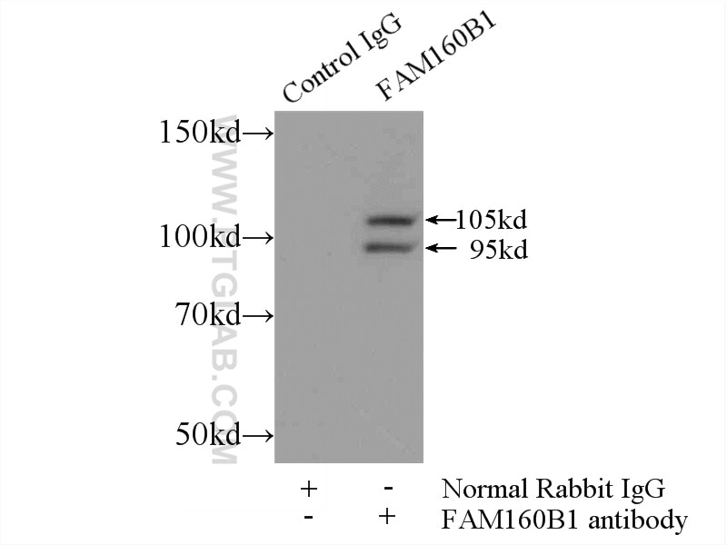Immunoprecipitation (IP) experiment of PC-3 cells using FAM160B1 Polyclonal antibody (25388-1-AP)