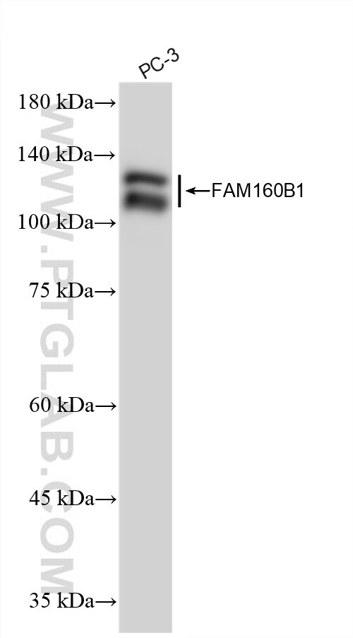 WB analysis of PC-3 using 86980-1-RR (same clone as 86980-1-PBS) Western Blot (WB) analysis of PC-3 cells using FAM160B1 Recombinant monoclonal antibody (86980-1-RR)