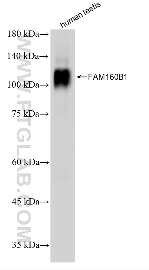 WB analysis of human testis using 86980-1-RR (same clone as 86980-1-PBS) Western Blot (WB) analysis of human testis tissue using FAM160B1 Recombinant monoclonal antibody (86980-1-RR)
