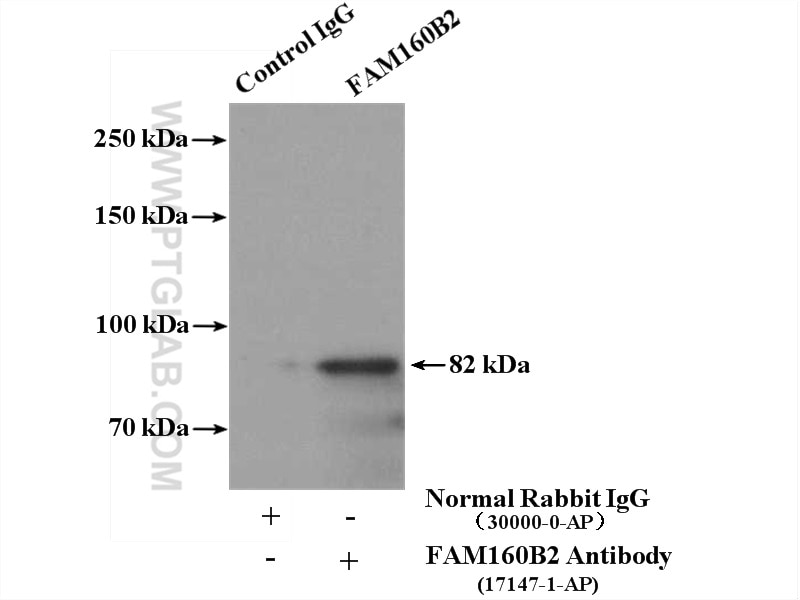 Immunoprecipitation (IP) experiment of HepG2 cells using FAM160B2 Polyclonal antibody (17147-1-AP)