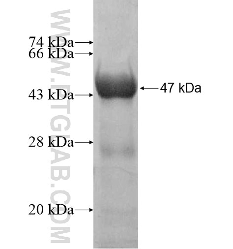 FAM160B2 fusion protein Ag10753 SDS-PAGE