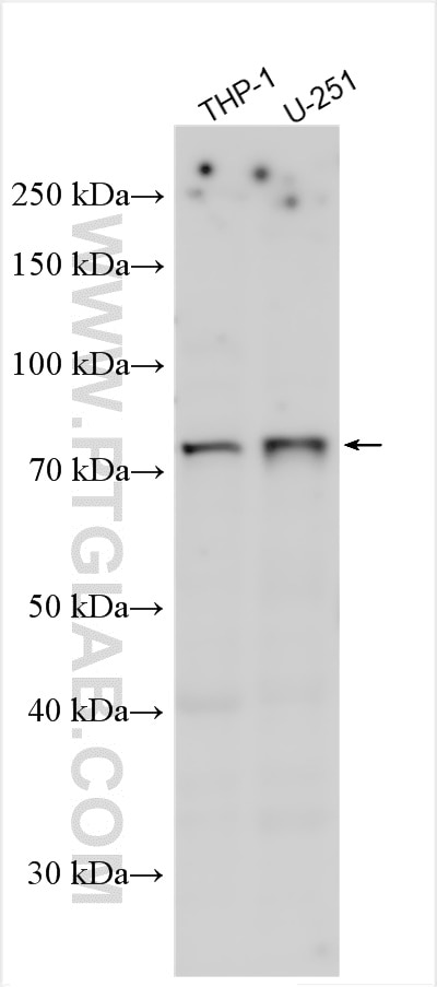 WB analysis using 26492-1-AP Western Blot (WB) analysis of various lysates using FAM161B Polyclonal antibody (26492-1-AP)