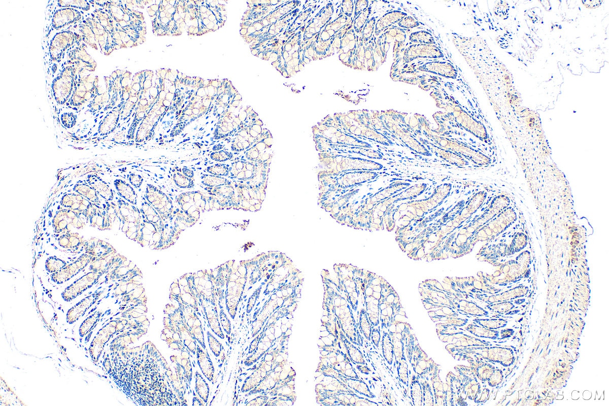 Immunohistochemistry (IHC) staining of mouse colon tissue using FAM162A Polyclonal antibody (32034-1-AP)