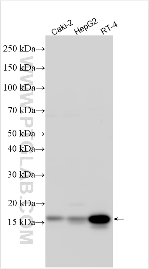 Western Blot (WB) analysis of various lysates using FAM162A Polyclonal antibody (32034-1-AP)