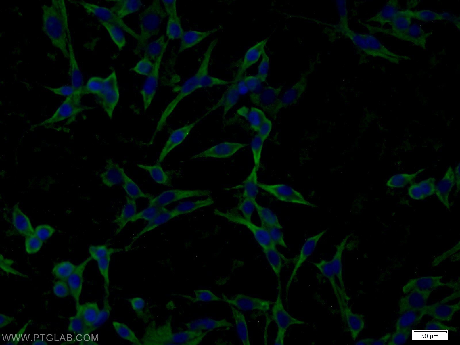 Immunofluorescence (IF) / fluorescent staining of C6 cells using FAM164C Polyclonal antibody (20520-1-AP)
