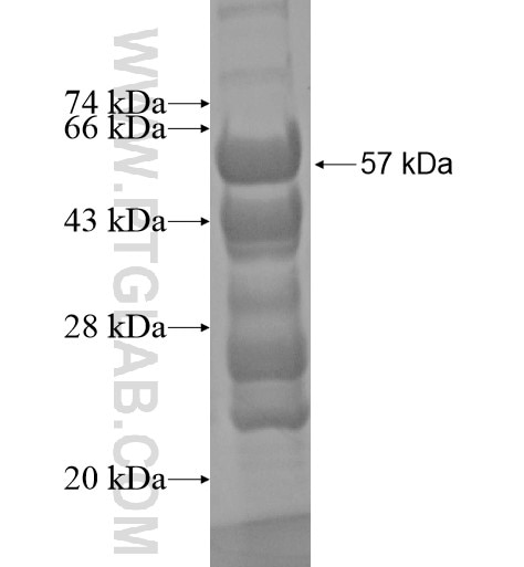 FAM164C fusion protein Ag14359 SDS-PAGE
