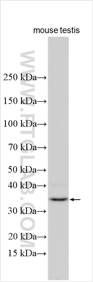 Western Blot (WB) analysis of various lysates using FAM166A Polyclonal antibody (33044-1-AP)