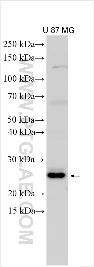 Western Blot (WB) analysis of various lysates using FAM167A Polyclonal antibody (22106-1-AP)