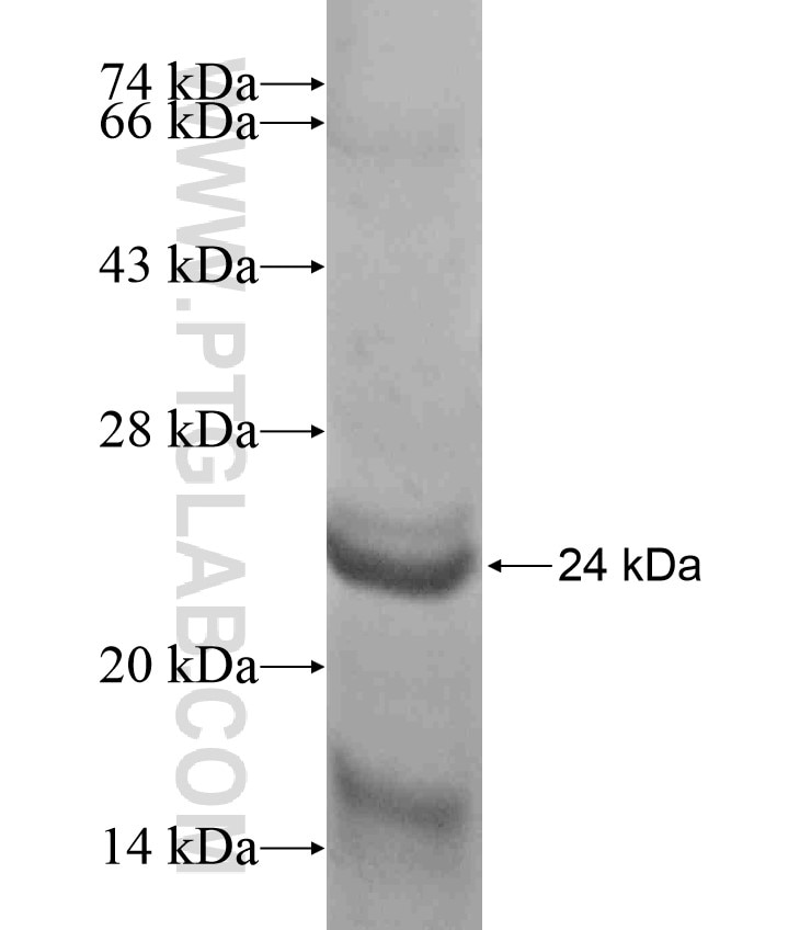 FAM167A fusion protein Ag17336 SDS-PAGE