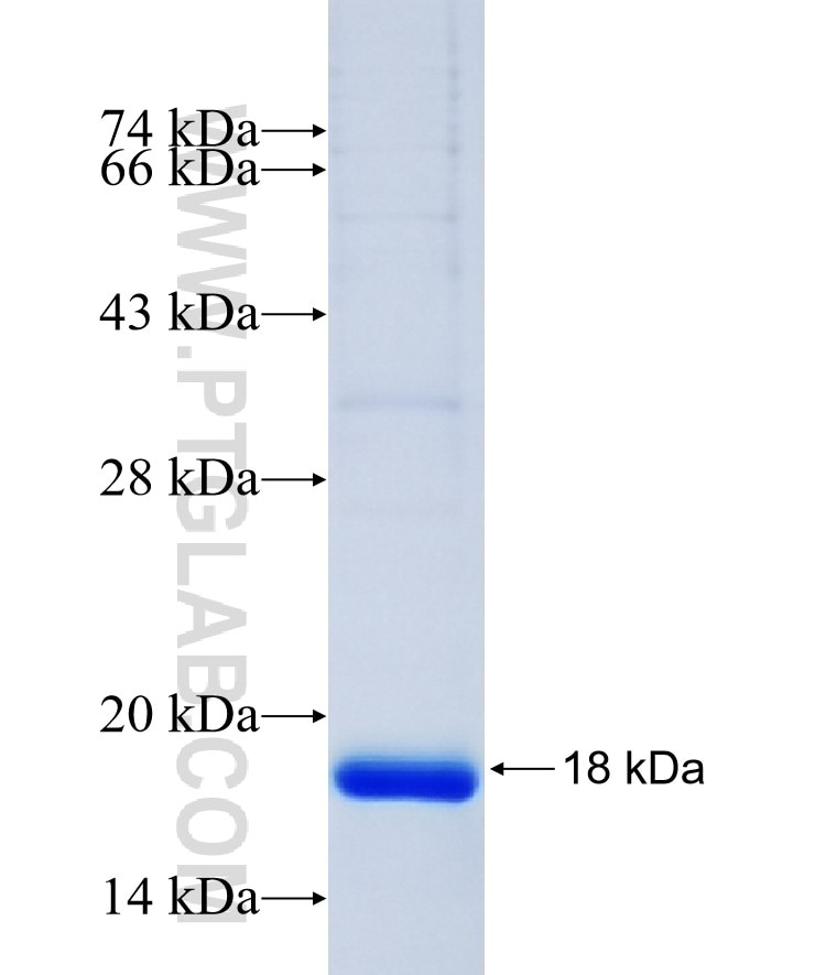 FAM167B fusion protein Ag14873 SDS-PAGE