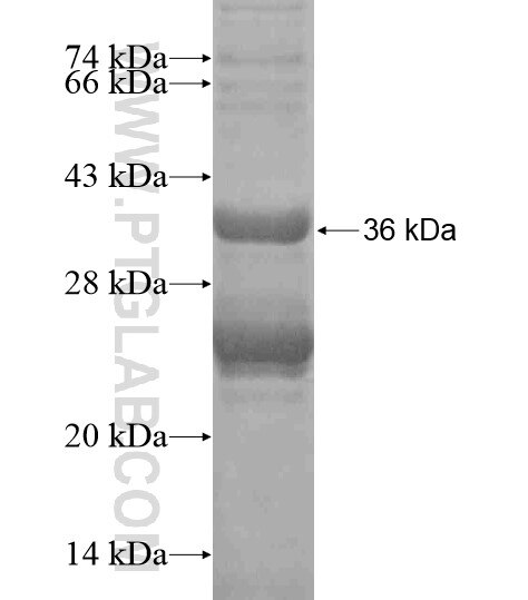 FAM168B fusion protein Ag19535 SDS-PAGE
