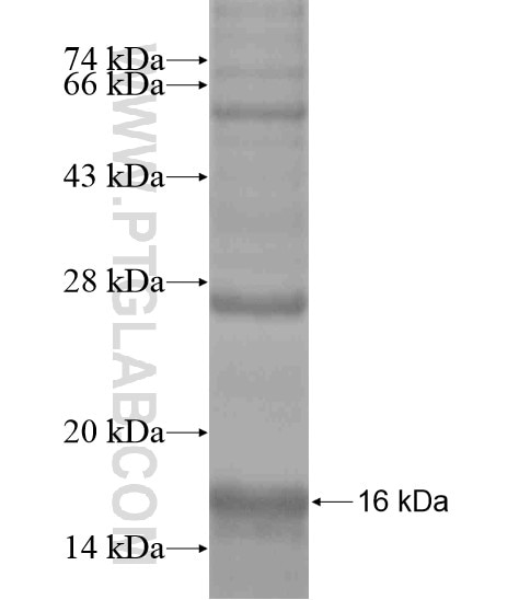 FAM168B fusion protein Ag19672 SDS-PAGE