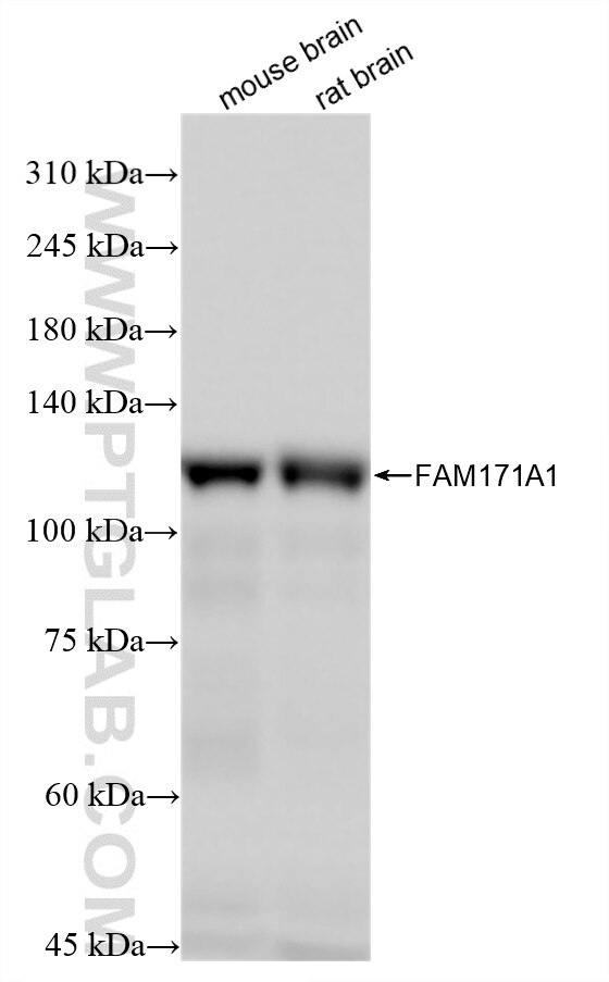 WB analysis using 87948-1-RR Western Blot (WB) analysis of various lysates using FAM171A1 Recombinant monoclonal antibody (87948-1-RR)