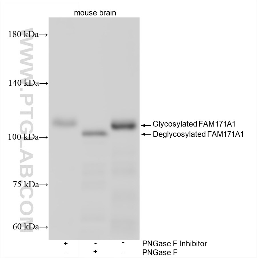 WB analysis of mouse brain using 87948-1-RR Western Blot (WB) analysis of mouse brain tissue using FAM171A1 Recombinant monoclonal antibody (87948-1-RR)