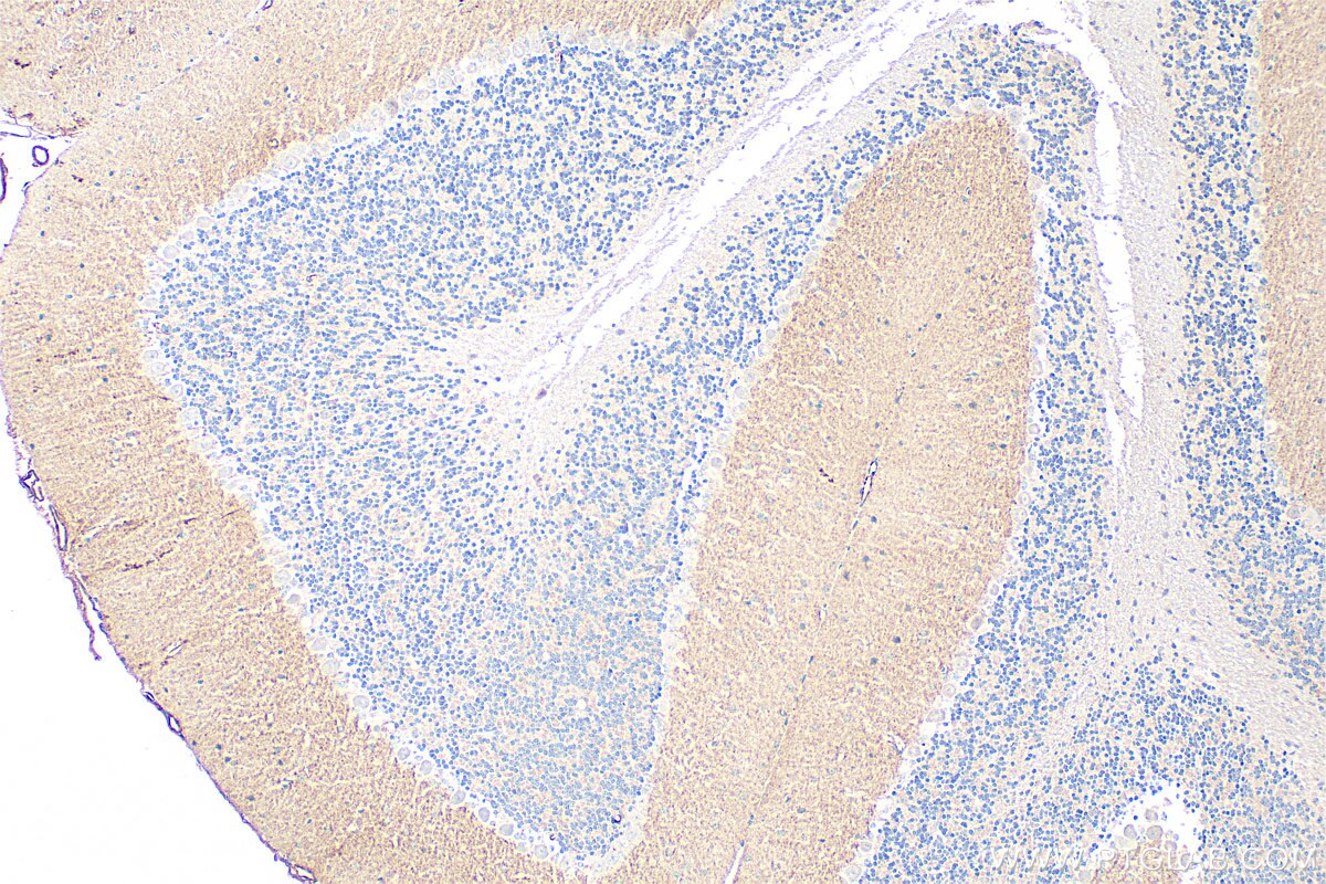 Immunohistochemistry (IHC) staining of mouse cerebellum tissue using FAM171A2 Polyclonal antibody (20836-1-AP)