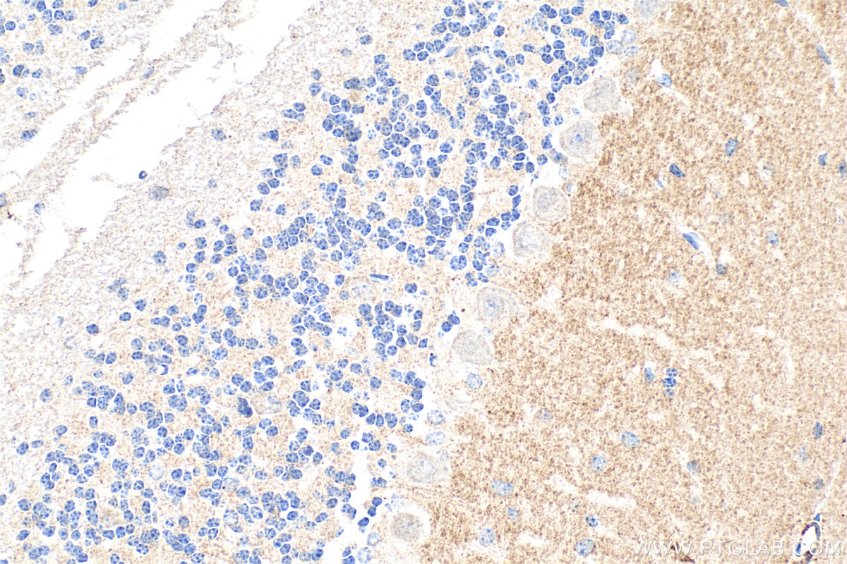 Immunohistochemistry (IHC) staining of mouse cerebellum tissue using FAM171A2 Polyclonal antibody (20836-1-AP)