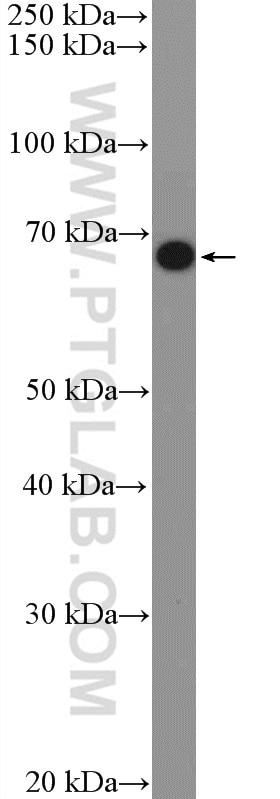 Western Blot (WB) analysis of HepG2 cells using FAM171A2 Polyclonal antibody (20836-1-AP)