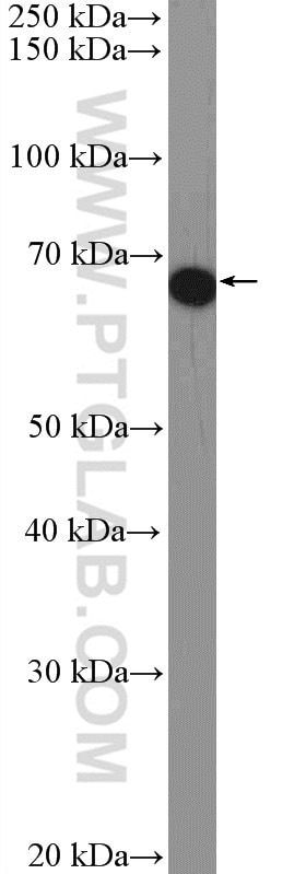 Western Blot (WB) analysis of HepG2 cells using FAM171A2 Polyclonal antibody (20836-1-AP)